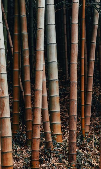 Обои 1200x2000 бамбук, растение