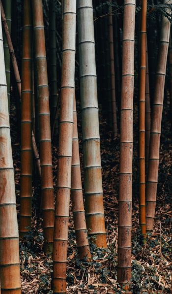 bamboo, plant Wallpaper 600x1024