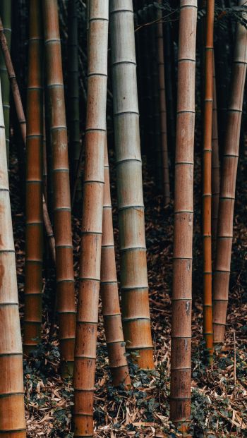 Обои 640x1136 бамбук, растение