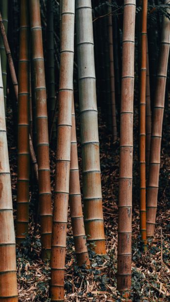 Обои 720x1280 бамбук, растение