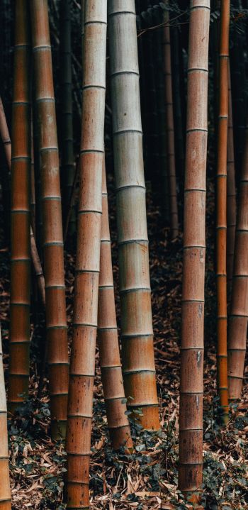 bamboo, plant Wallpaper 1080x2220