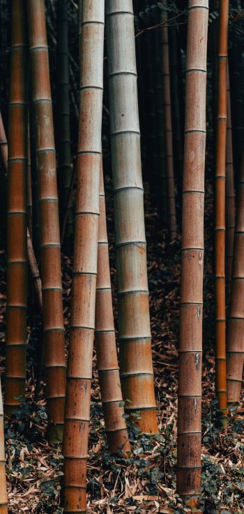 Обои 1440x3040 бамбук, растение