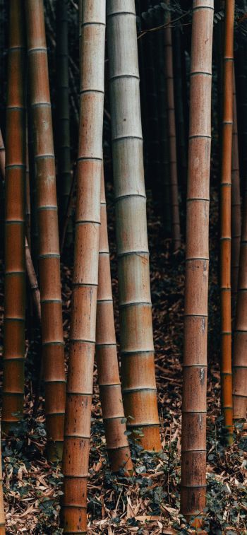 Обои 828x1792 бамбук, растение