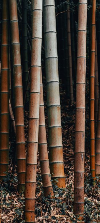 Обои 720x1600 бамбук, растение