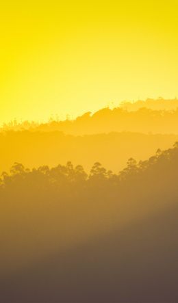 yellow sunset, over the forest Wallpaper 600x1024