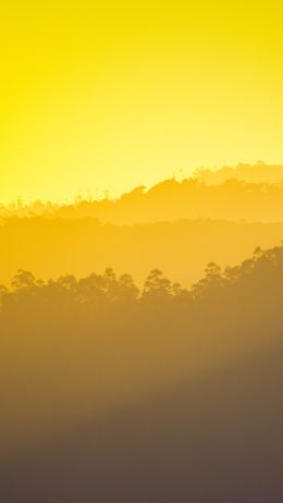 yellow sunset, over the forest Wallpaper 2160x3840