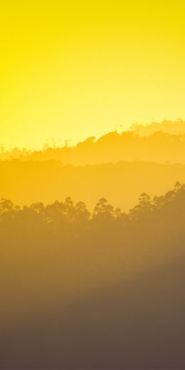yellow sunset, over the forest Wallpaper 720x1440