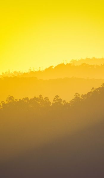yellow sunset, over the forest Wallpaper 600x1024