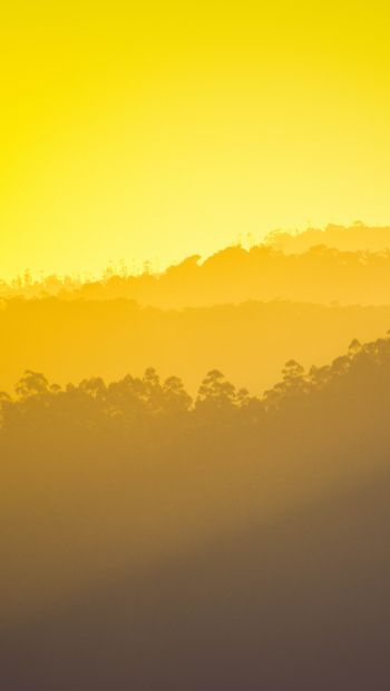 yellow sunset, over the forest Wallpaper 640x1136