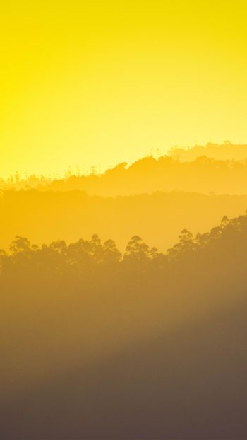 yellow sunset, over the forest Wallpaper 750x1334