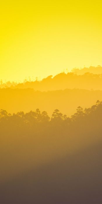 yellow sunset, over the forest Wallpaper 720x1440