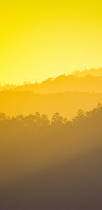 yellow sunset, over the forest Wallpaper 1080x2220