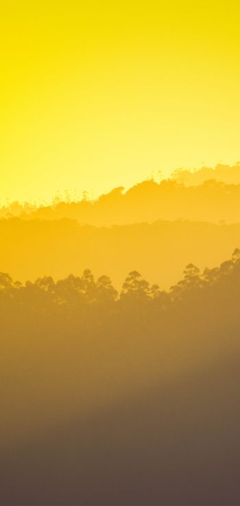 yellow sunset, over the forest Wallpaper 1440x3040