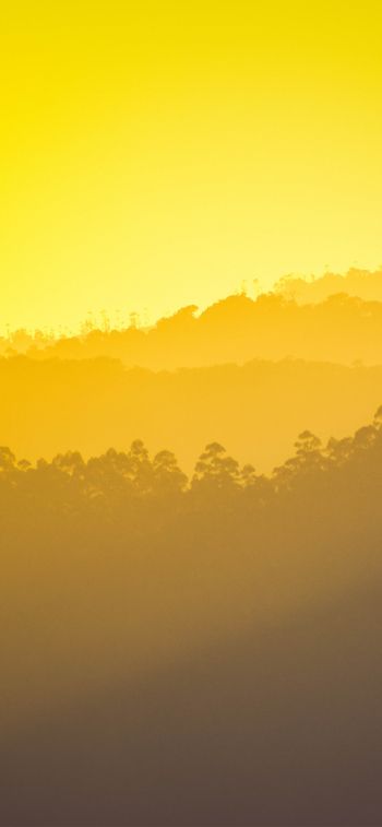 yellow sunset, over the forest Wallpaper 1170x2532