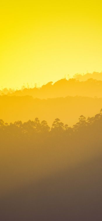 yellow sunset, over the forest Wallpaper 1080x2340