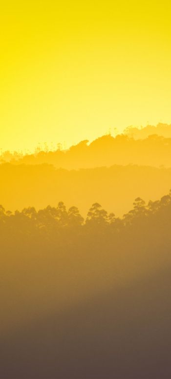 yellow sunset, over the forest Wallpaper 1080x2400