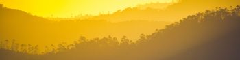 yellow sunset, over the forest Wallpaper 1590x400