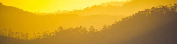 yellow sunset, over the forest Wallpaper 1590x400