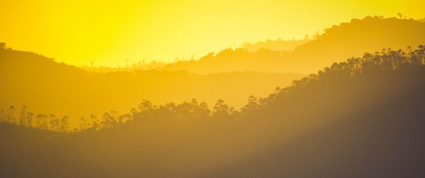 yellow sunset, over the forest Wallpaper 3440x1440