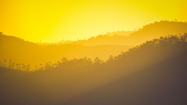 yellow sunset, over the forest Wallpaper 1280x720