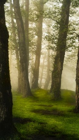 Province of Gilan, Iran Wallpaper 640x1136