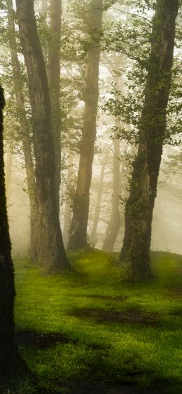 Province of Gilan, Iran Wallpaper 1080x2340