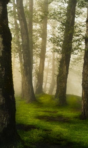 Province of Gilan, Iran Wallpaper 1200x2000