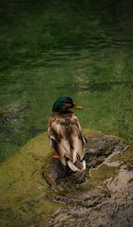 Zurich, Switzerland, duck Wallpaper 600x1024