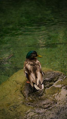 Zurich, Switzerland, duck Wallpaper 2160x3840