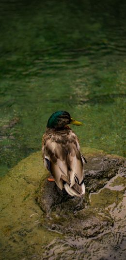 Zurich, Switzerland, duck Wallpaper 1080x2220