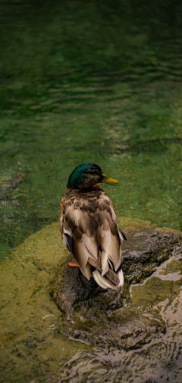 Zurich, Switzerland, duck Wallpaper 1080x2280