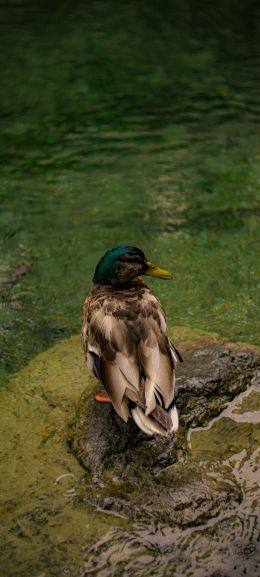 Zurich, Switzerland, duck Wallpaper 1080x2400