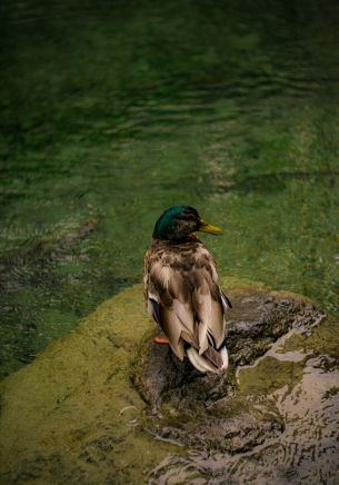 Zurich, Switzerland, duck Wallpaper 1668x2388