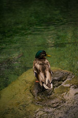 Zurich, Switzerland, duck Wallpaper 640x960