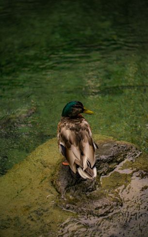 Zurich, Switzerland, duck Wallpaper 1752x2800