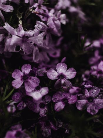 purple flowers Wallpaper 1668x2224