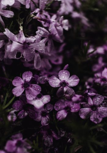 Обои 1668x2388 фиолетовые цветы