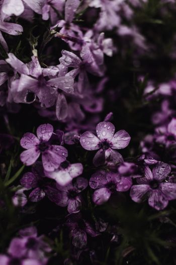 Обои 640x960 фиолетовые цветы