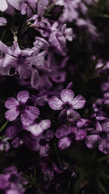 Обои 640x1136 фиолетовые цветы