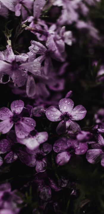 purple flowers Wallpaper 1080x2220