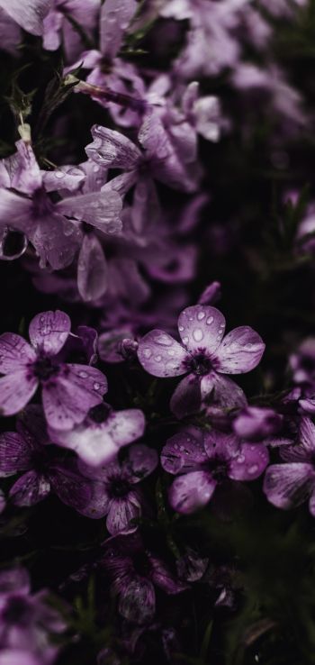 purple flowers Wallpaper 1080x2280