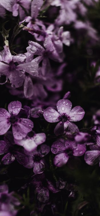 Обои 828x1792 фиолетовые цветы