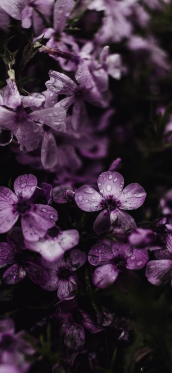 purple flowers Wallpaper 1080x2340