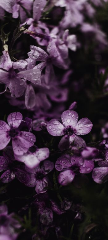 purple flowers Wallpaper 720x1600