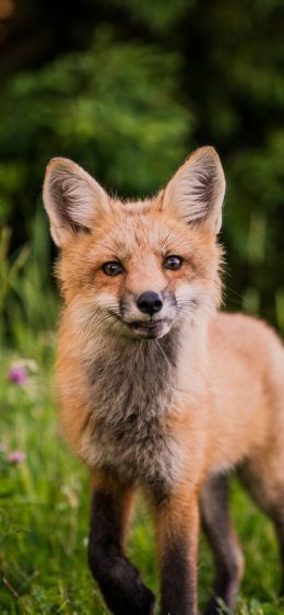 red fox, wildlife, mammal Wallpaper 1170x2532