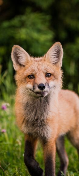 red fox, wildlife, mammal Wallpaper 1080x2400