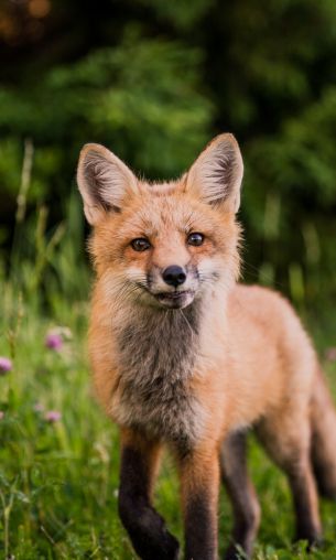 red fox, wildlife, mammal Wallpaper 1200x2000