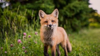 red fox, wildlife, mammal Wallpaper 1366x768