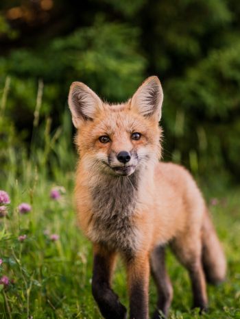 red fox, wildlife, mammal Wallpaper 1668x2224