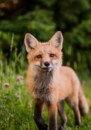 red fox, wildlife, mammal Wallpaper 1668x2388